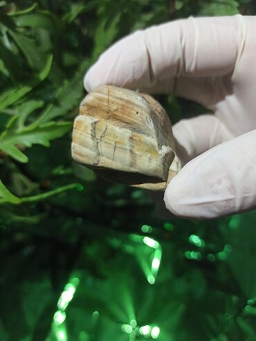 Dekorativ daşlar: Kolleksiyacılar üçün təbii Daş 💎 Kolleksiyaçılar, enerji praktikləri — 2