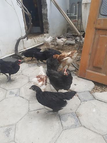 qara cücə: Toyuq cücələri, Ətlik — 2