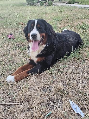 doberman cena: Dostupna zenka Bernskog planinskog psa. Starosti 11 meseci- — 8