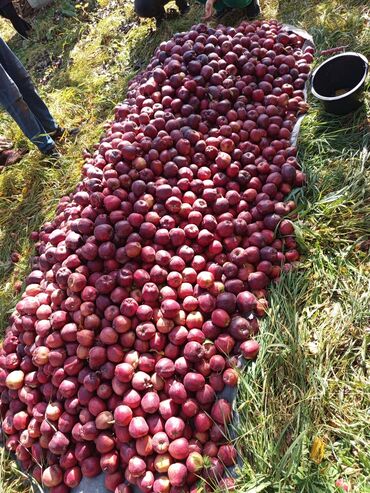 ящик для яблоко: Яблоки Оптом