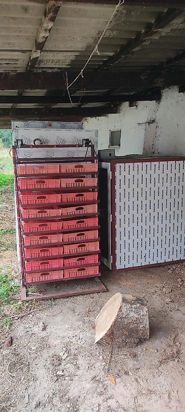 tekerli araba: 1100 yumurta, Bütün növ quşlar üçün — 3