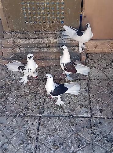 goyərcin uzuk: Salam quzdar hazir cutduler maye erkeydi balalar satilib. Riyal fikri — 1