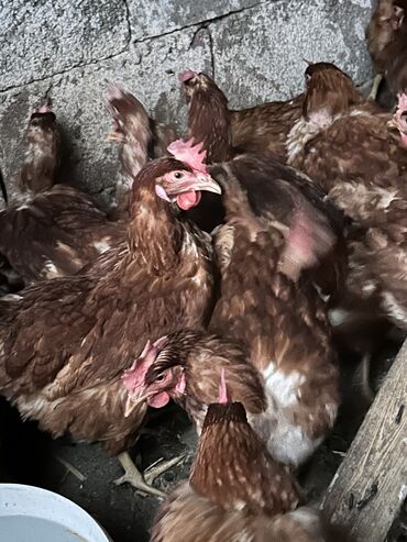 в связи с переездом отдам попугая жако в добрые руки: Продаю | Куры | Хай-Лайн Браун | На забой, Для разведения, Несушки