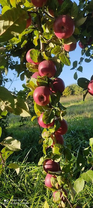 ev gulleri ve adları: 🍎 Satılır Bağ – Qızıləhməddi Alma Bağı🍎 Əla fürsət! Məhsuldar və — 5
