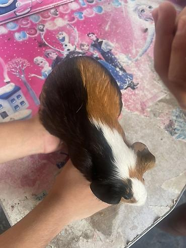 deniz donuzcugu: Deniz donuzcugu ( morskaya svinka) (guinea pig) - Növ: Kobay (guinea — 5