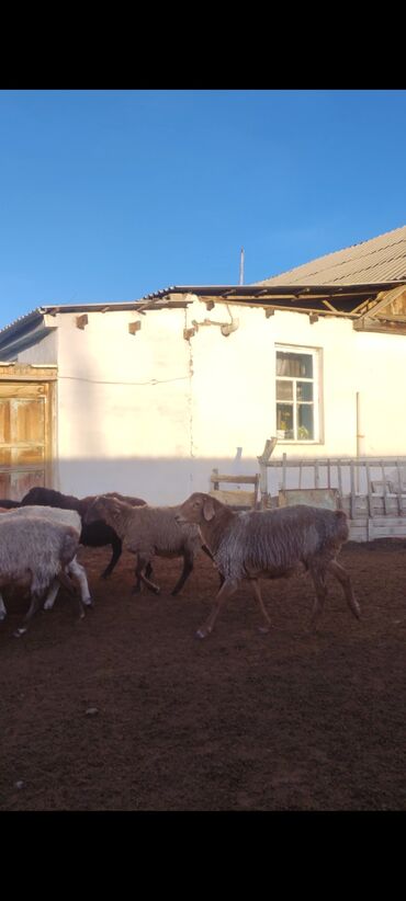 продажа домашних животных: Продаю | Баран (самец) | Для разведения | Кастрированные at lalafo.kg продажа домашних животных: Продаю | Баран (самец) | Для разведения | Кастрированные