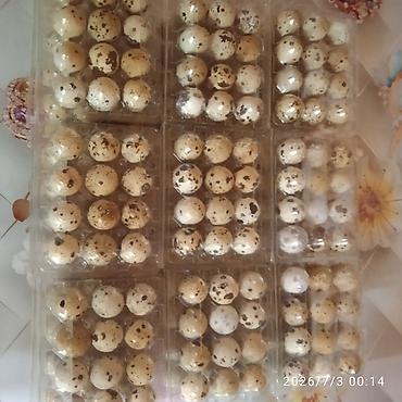 несушки бишкек: Перепелиное яйцо упаковка 12 яйц -65 сом — 1