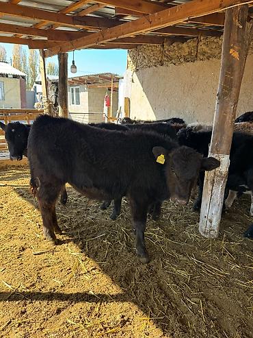 продам рыбу: Продаю | Музоо, торпок | Абердин-ангус | На откорм — 6