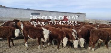 Коровы, быки: Продаю | Корова (самка), Бык (самец) | Ангус, Герефорд, Голштин | Для молока