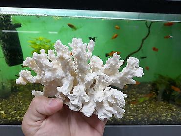 kompressor akvarium: 4 ədəd akvarium koralları . Cəmi = 40 azn şəkillərə baxın. ünvan  — 2