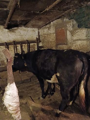 Inəklər, öküzlər: 1 ci qarına düyədi balalamağına bir aya on gün qalıb heyvan özü yaxşı -da lalafo.az — 3 Inəklər, öküzlər: 1 ci qarına düyədi balalamağına bir aya on gün qalıb heyvan özü yaxşı — 3