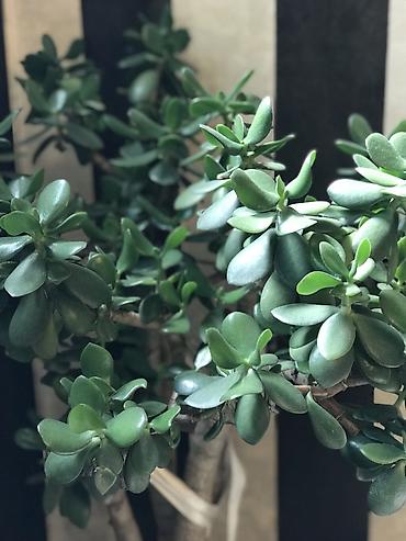 nar agacı: Qırxqıroq (Crassula ovata) – iri otaq sukulenti - Növ: Crassula ovata — 2