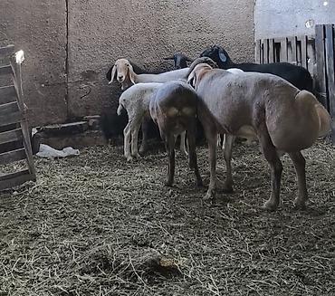 Продам с/х животных: Продаю | Баран (самец) | Арашан | Для разведения | Племенные, Осеменитель — 9