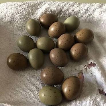 toyuq yumurtaliq: Çin bildirçin yumurtası 50 qəpik çox alana endirim var — 1