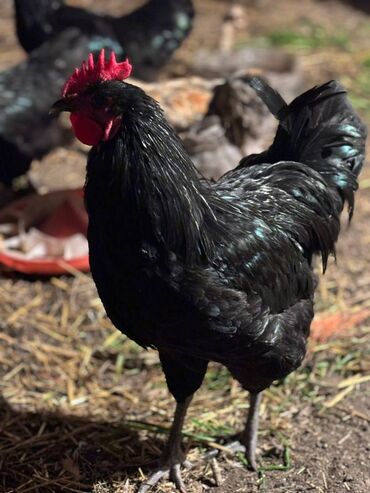 Digər quşlar: Avstralorp xoruzları 40 azn. Kend xoruzları 20 azn 6 aylig Satılır ya — 2