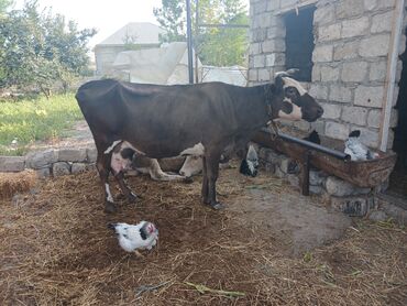 cins ineklerin qiymeti: Dişi, il: 6, Südlük