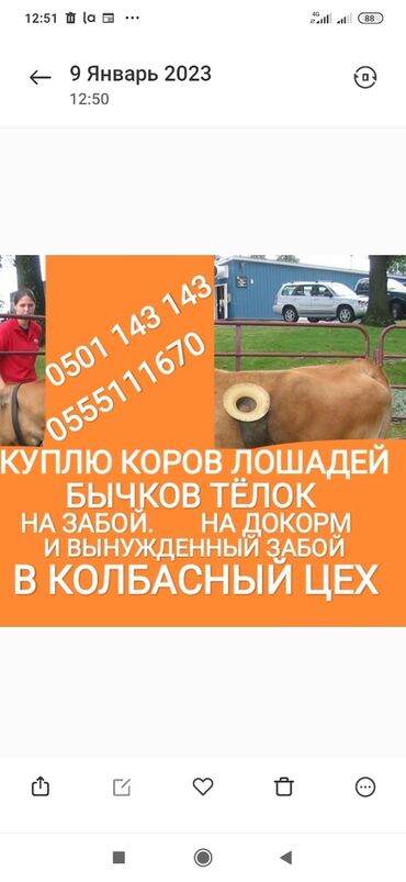 бычки продают: Куплю | Коровы, быки, Лошади, кони, Другие с/х животные | Круглосуточно, Любое состояние, Забитый