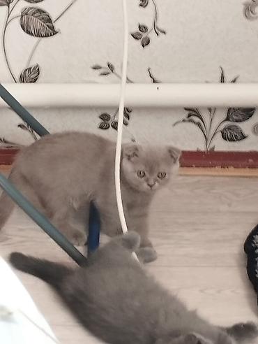 сфинкс котята купить: Котята шотландской породы самостоятельные,серые 2 мальчика бежевая — 1