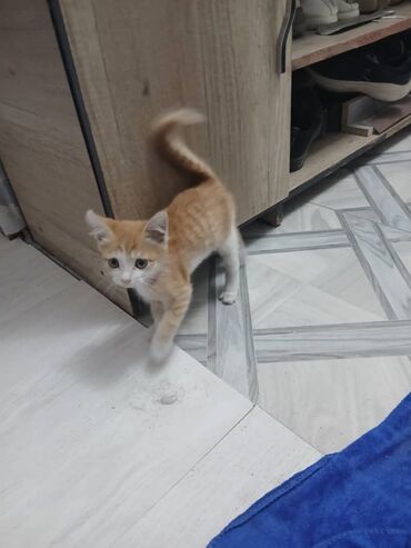 кошка город ош: 3 месяца, Девочка