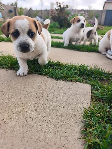 york terrier: Cek rassel teryer, 2 ay, Ünvandan götürmə — 3