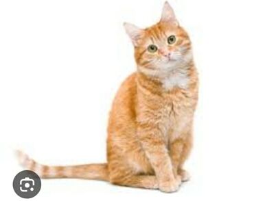 коты в оше: Рыжий кот отдаем хорошие руки