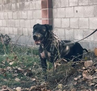 emo robot купить бишкек: Продается питбуль сучка 2.3 год адрес сокулук lalafo.kg да emo robot купить бишкек: Продается питбуль сучка 2.3 год адрес сокулук