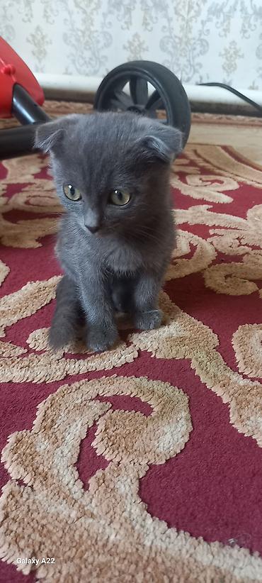каракол собаки: Продаётся вислоухий котёнок 🐱 больше 1.5 месяца. цена 1000с — 1