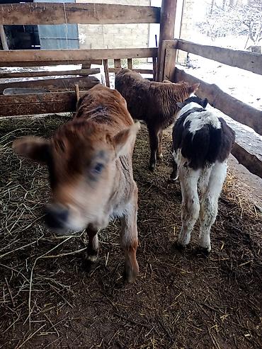 Коровы, быки: Продаю | Бык (самец) | Для разведения | Племенные — 13