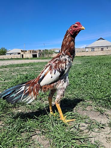 Xoruzlar: Sahibləndirilir — 9