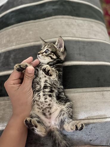 котята норвежской лесной кошки: 1 месяц, Девочка, Серый — 2