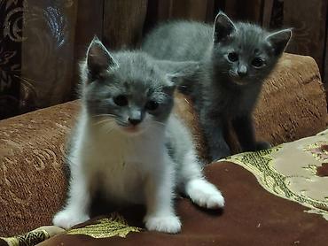 Pişiklər: Britan, Erkək, Dişi — 6