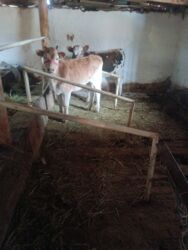 костюм животных: Продаю | Тёлка | Для разведения | Искусственник