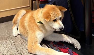 fantom dermani: Akita-inu, 3 il, Erkək, Cütləşmə üçün — 2