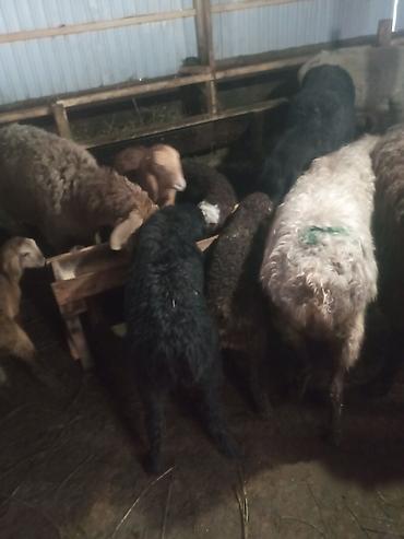 Баран, овца: Продаю | Ягненок, Баран (самец) | Для разведения | Матка — 9