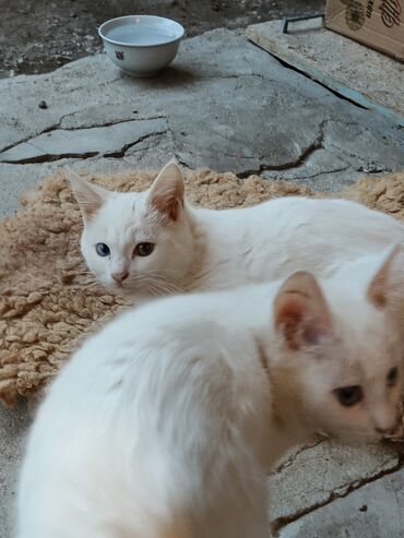 Pişiklər: Yaxşı əllərə — 8