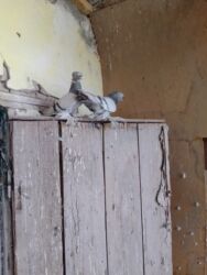 корелла новосибирск: Продаю или обменяю на двух голубя жёлтый и белый двухчубых