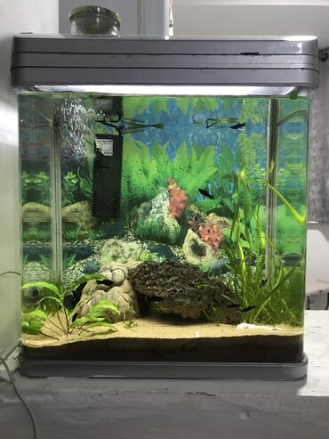 акварюмные рыбы: Аквариум 35 литровый зоводской стекло на етуже цену отвезу бесплатно