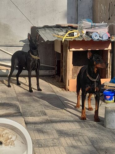 İtlər: Doberman, 1 il, Erkek, Ünvandan götürmə