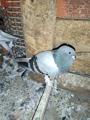 Птицы: Продаю голубей четырехгодовалая пара и молодые все вольные цены at lalafo.kg — 4 Птицы: Продаю голубей четырехгодовалая пара и молодые все вольные цены — 4