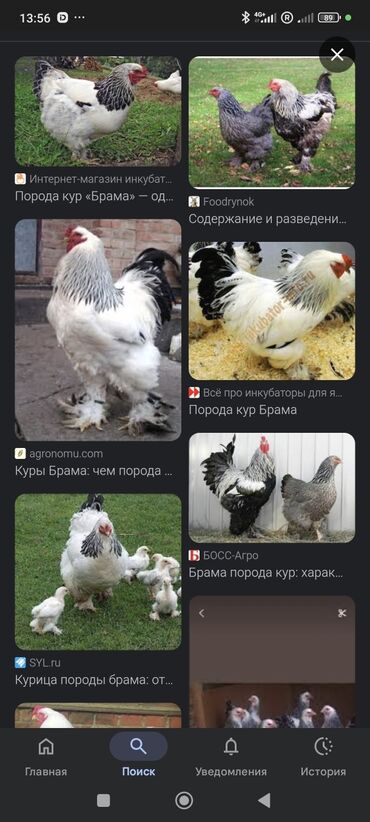 куры брама бишкек: Породы брама есть около 300 штук но продаю 100 штук на выбор !!!