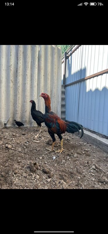 французский бульдог купить бишкек: Продаю | Петух | Бойцовая | Для разведения, Для боев