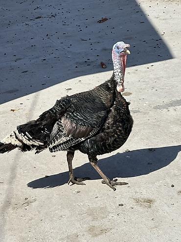 Птицы: Самки и самцы — 11