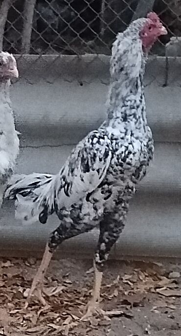 Xoruzlar: Xoruz, il: <1, Ünvandan götürmə — 2