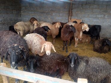 агрегат для стрижки овец: Продаю | Овца (самка) | Полукровка | Для разведения