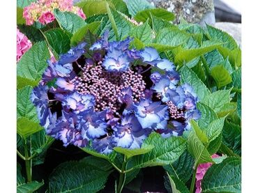 Semena i sadnice: Hortenzija seme
Cena:650din/5semenki — 9