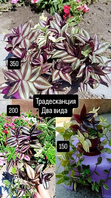 Сингониумдар: Комнатные растения в горшках: - Синадениума Гранта (сорт Rubra) — — 5