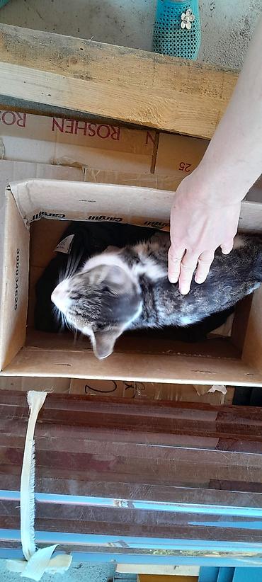 Отдам даром кошку: Кошка даром: Беспородная, Мальчик — 4