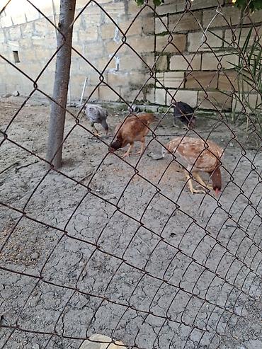 at satisi qiymetleri: Salam soldaki qırmızı ingilis fere satilir 60azn real alicilar narahat — 2
