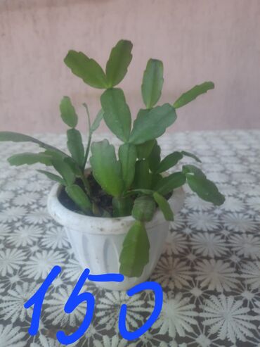 Алоэ: Алоэ at lalafo.kg — 14 Алоэ: Алоэ — 14