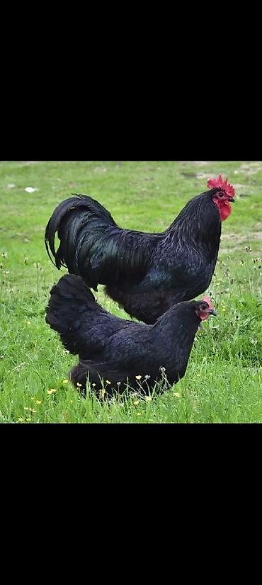 Куры: Курица, Australop, Для разведения — 1